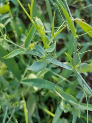 Lathyrus tingitanus