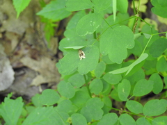 Clepsis melaleucanus