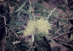 Melaleuca nervosa