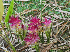 Image of Curcuma zedoaria