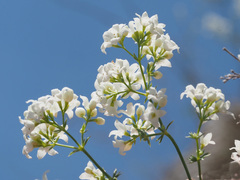 Galium glaucum