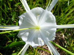 Hymenocallis latifolia var. puntagordensis image