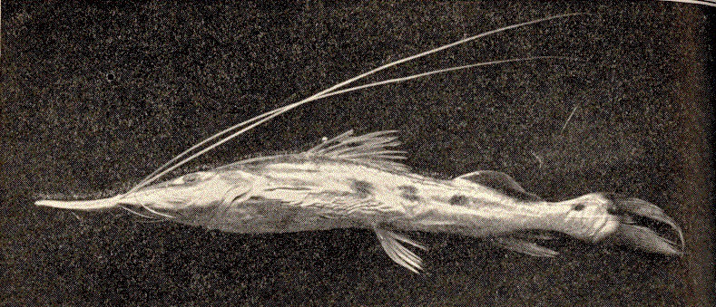 Platystomatichthys