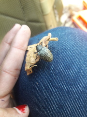 Cypherotylus californicus