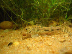 Brown-Point Shield Skin Longirostris photo 1
