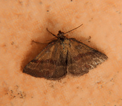 Phytometra viridaria