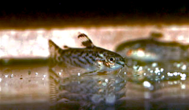 Corydoras à six rayons (Gastrodermus pauciradiatus)