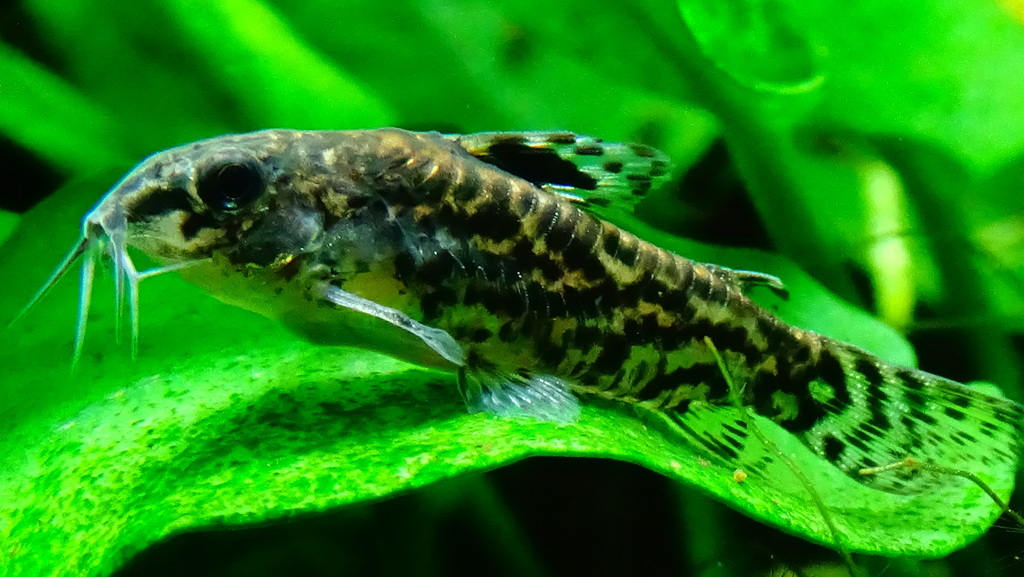 Corydoras à six rayons (Gastrodermus pauciradiatus)