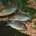Hog-nosed Catfish - Photo (c) Ltshears, some rights reserved (CC BY-SA)