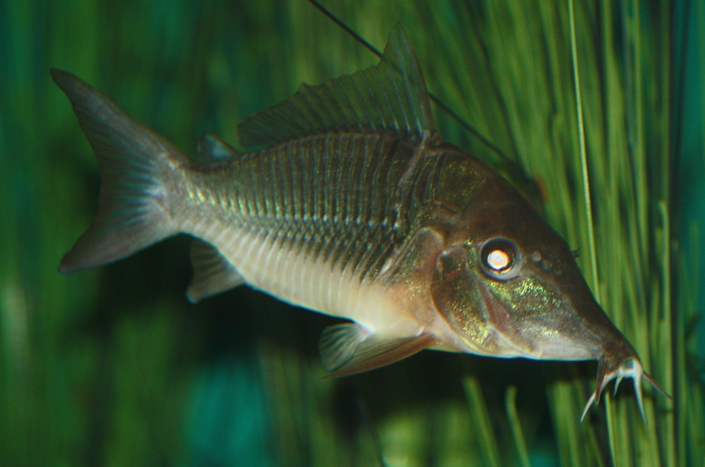 Corydoras multiradiatus