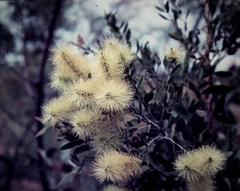 Melaleuca nervosa