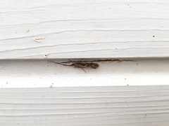 Limnephilus binotatus