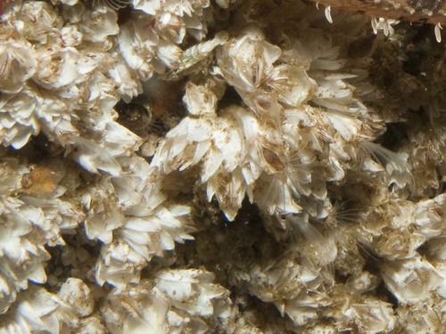 Wrinkled Barnacle, photo 3 of 8