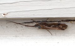 Limnephilus binotatus