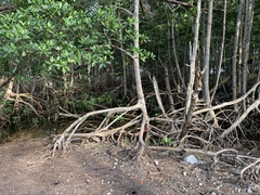 Rhizophora mangle image