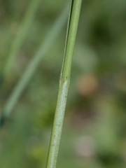 Carex diandra
