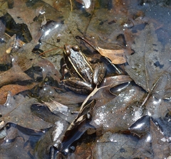 Lithobates kauffeldi