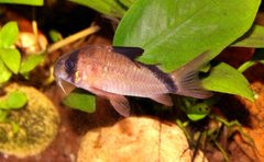 Masked Corydoras