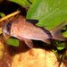 Masked Corydoras - Photo (c) Juan R. Lascorz, some rights reserved (CC BY-SA)