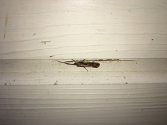 Limnephilus binotatus