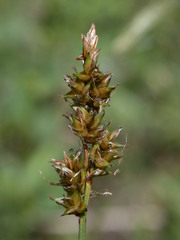 Carex diandra