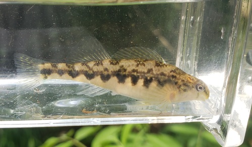 Saffron Darter
