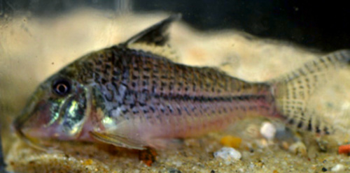 Corydoras acutus photo
