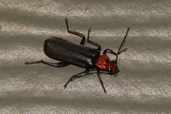 Podabrus conspiratus