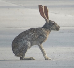 Lepus alleni