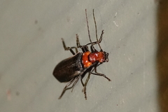 Podabrus conspiratus