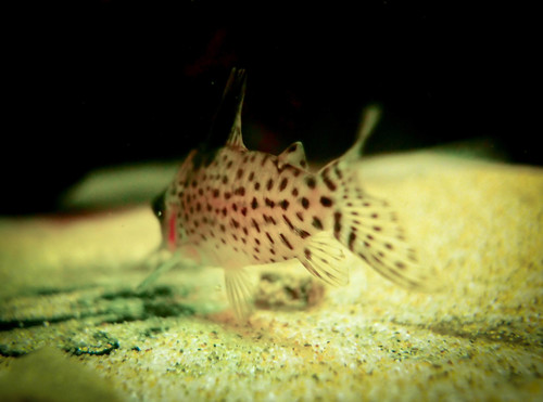 Spotted Corydora (Corydoras ambiacus) · iNaturalist