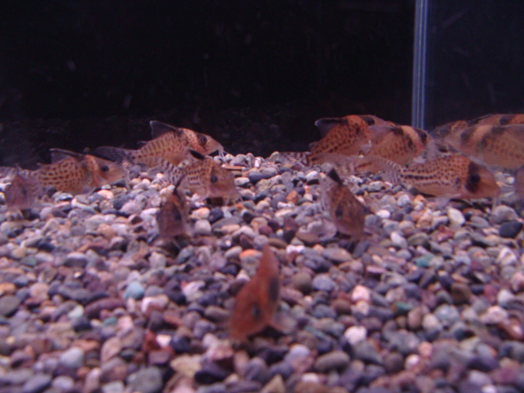 Spotted Catfish