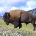 Vacas, Ovejas, Cabras, Antílopes, Bisontes Y Parientes - Photo (c) Sean Brady, algunos derechos reservados (CC BY-NC-ND)