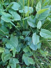 Convolvulus arvensis