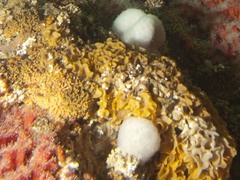 Primavelans insculpta