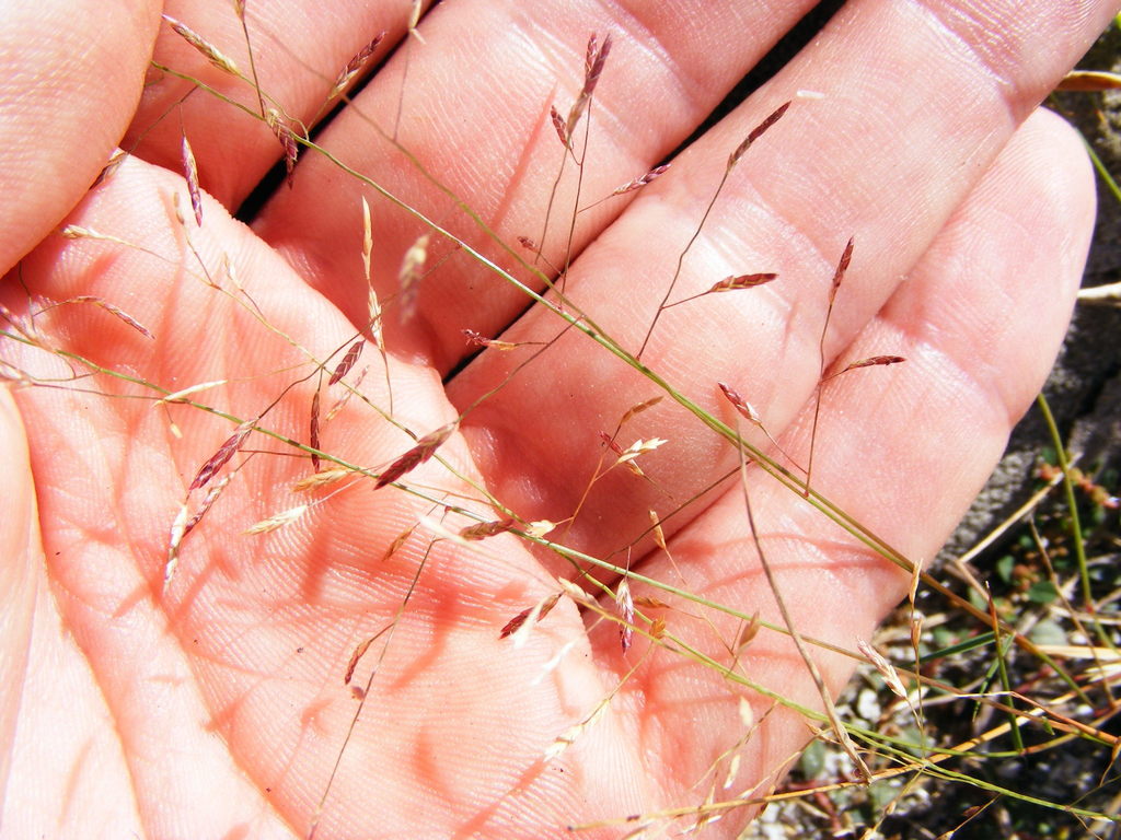 Eragrostis pectinacea tracyi from Turtle Beach, Florida 34242, USA on ...