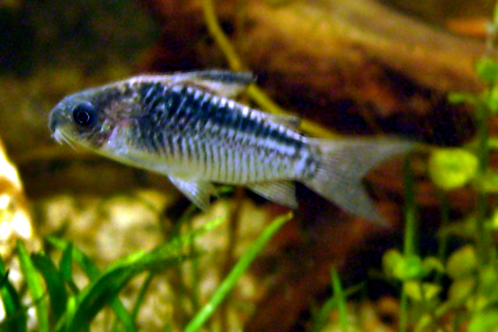 Elegant catfish