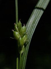 Carex grisea