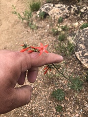 Ipomopsis aggregata aggregata