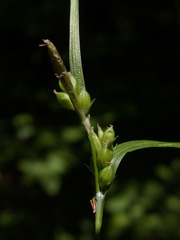 Carex grisea