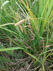 Carex paleacea