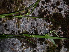 Carex grisea