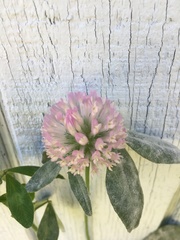 Trifolium pratense