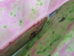 Eupanacra