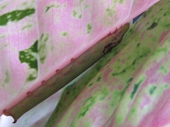 Eupanacra
