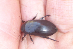 Ilybiosoma seriatum