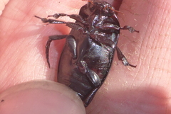 Ilybiosoma seriatum