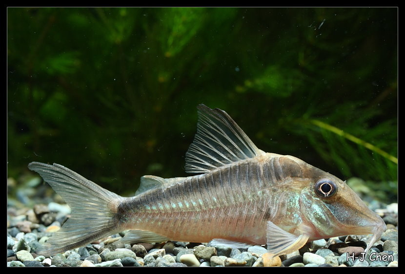 Corydoras narcisse (Corydoras narcissus)
