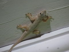 Hemidactylus platyurus