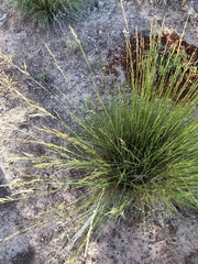 Festuca idahoensis
